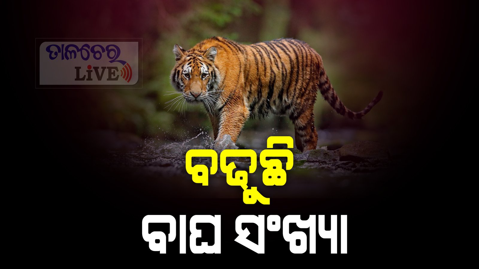 ଓଡ଼ିଶାରେ ବାଘ ସଂଖ୍ୟା ବୃଦ୍ଧି ପାଇଛି; ସିମିଳିପାଳର ଆଭ୍ୟନ୍ତରୀଣ ଗଣନାରେ 32 ଟି ବଡ଼ ବିଲେଇ ରେକର୍ଡ