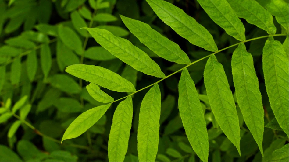 ଏହି ପତ୍ର ଖରାପ କୋଲେଷ୍ଟ୍ରଲ ସହିତ ଲଢ଼ିଥାଏ! ଏହାକୁ ଖାଇବାର ସଠିକ୍ ଉପାୟ ଜାଣନ୍ତୁ