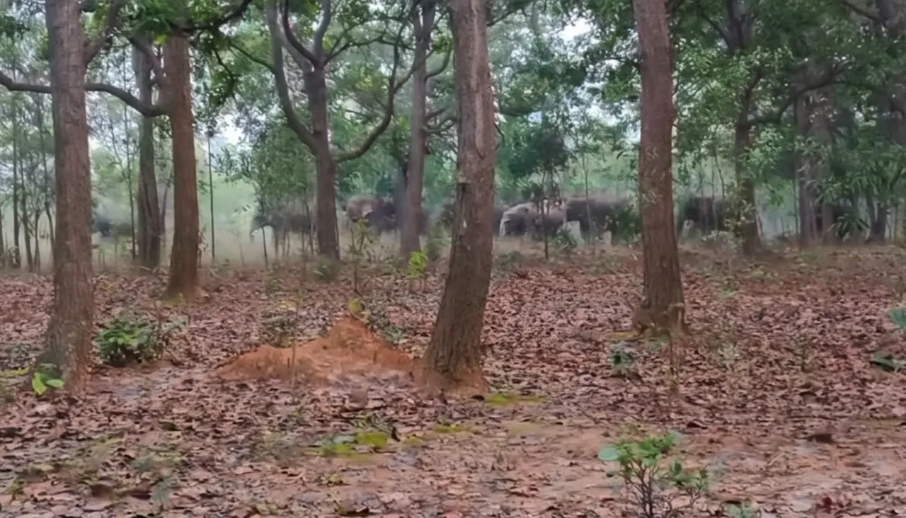 ଚମ୍ପୁଆରେ ଏକାଧିକ ହାତୀ ପଲ ପ୍ରବେଶ,ସତର୍କରେ ଗ୍ରାମବାସୀ