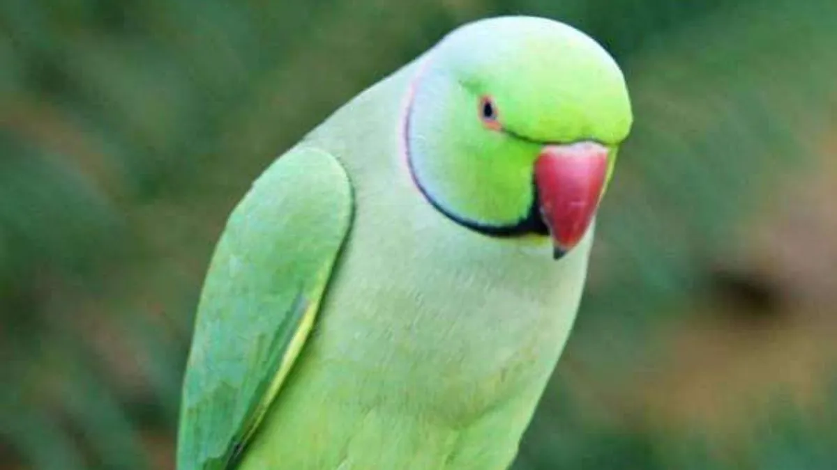 ୨.୫ ଲକ୍ଷ ଟଙ୍କାର ପୋଷା ଶୁଆକୁ ବଞ୍ଚାଇବାକୁ ଯାଇ ମୃତ୍ୟୁବରଣ କରିଛନ୍ତି