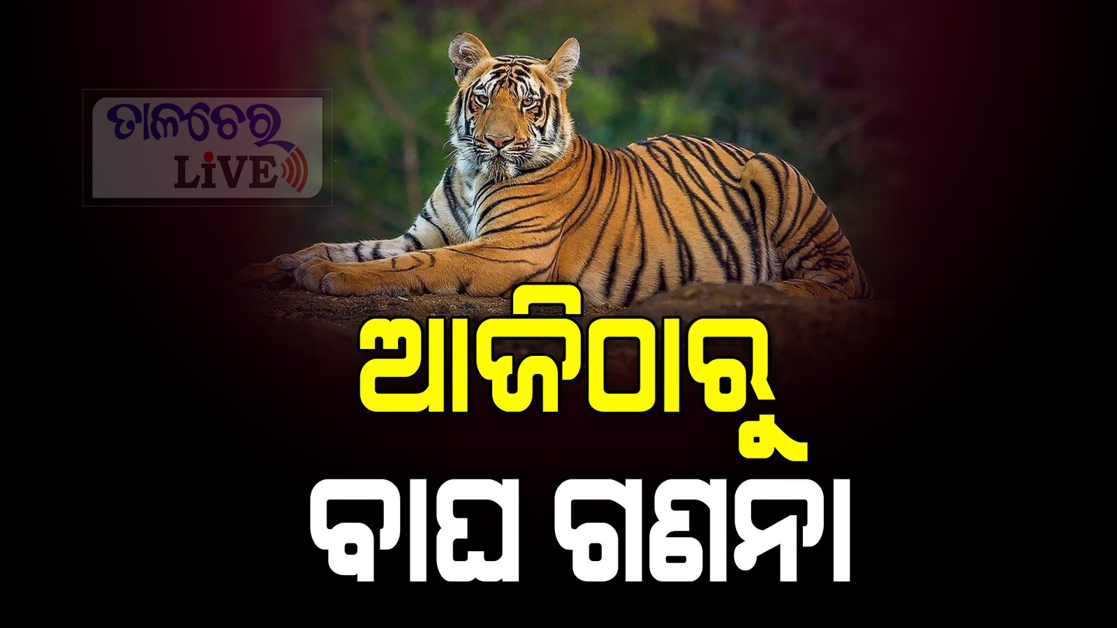 ଆଜି ଠାରୁ ବାଘ ଗଣନା