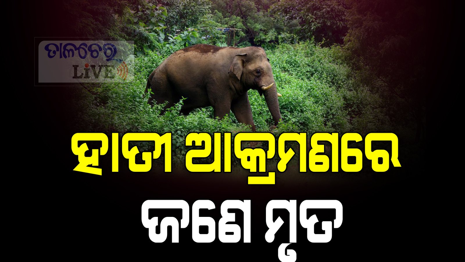 ହାତୀ ଆକ୍ରମଣରେ ଜଣେ ମୃତ