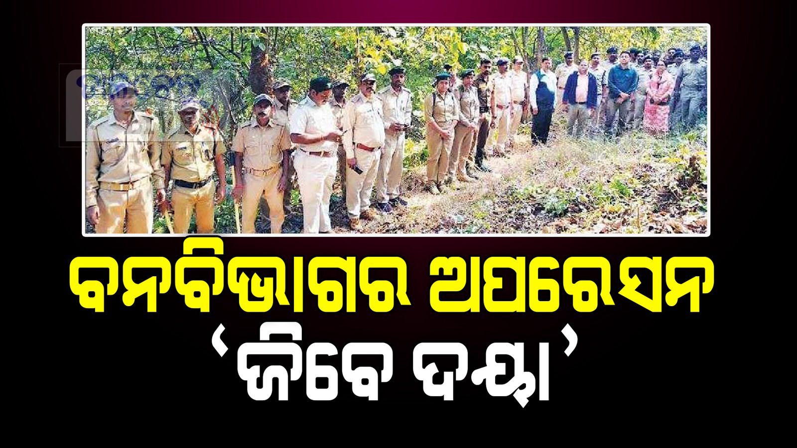 ବୋମା ଖାଇ ହାତୀ ଜୀବନ ଗଲା ପରେ,ବନ ବିଭାଗର ଅପରେସନ ‘ ଜିବେ ଦୟା ‘