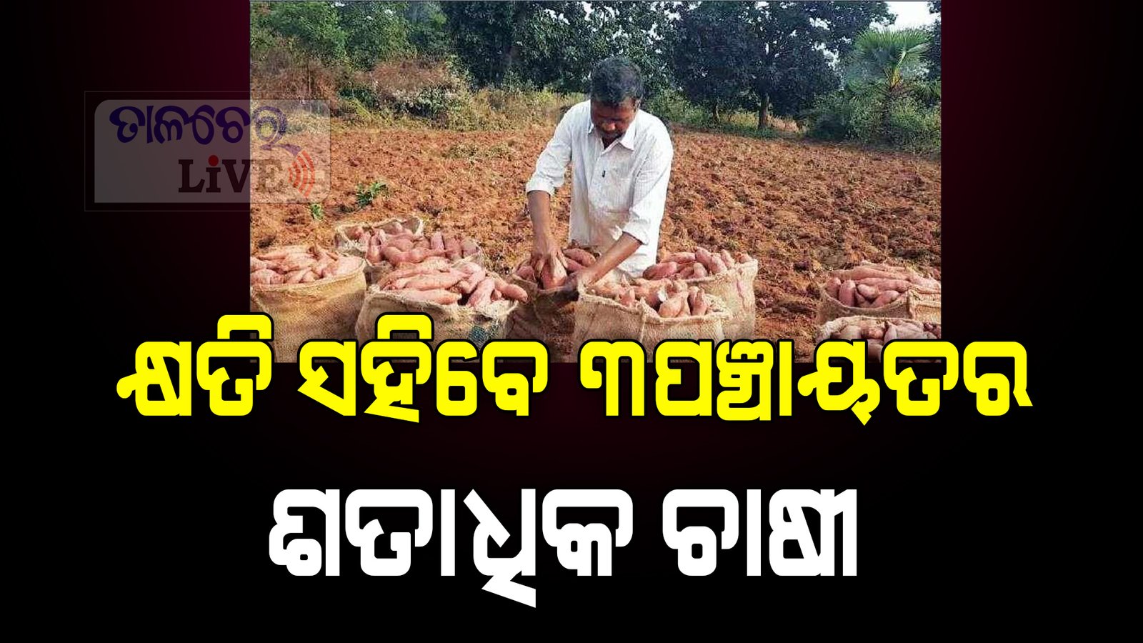 ବର୍ଷା ଅଭାବରୁ ହୋଇପାରୁନି କନ୍ଦମୂଳ ଅମଳ