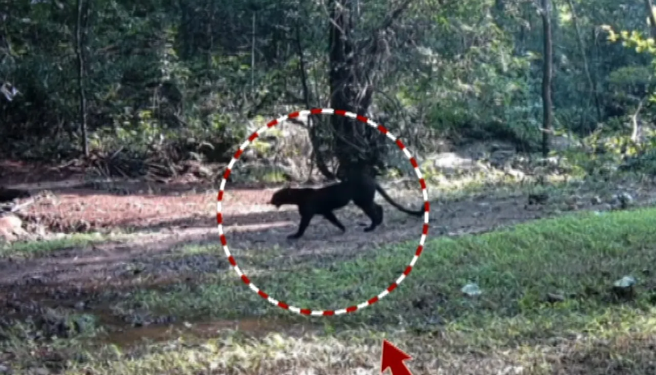 ନୟାଗଡ ଜଙ୍ଗଲରେ ମେଲାନିଷ୍ଟିକ୍ ଚିତାବାଘ ବଢ଼ିବାରେ ଲାଗିଛି