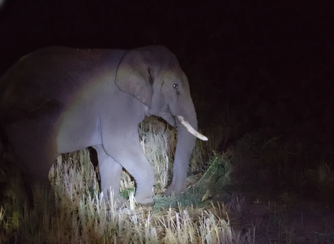 ବଣାଇରେ ହାତୀ ଘର କ୍ଷତିଗ୍ରସ୍ତ କରିବାରୁ ମଣିଷ-ହାତୀ ସଂଘର୍ଷ ତୀବ୍ର