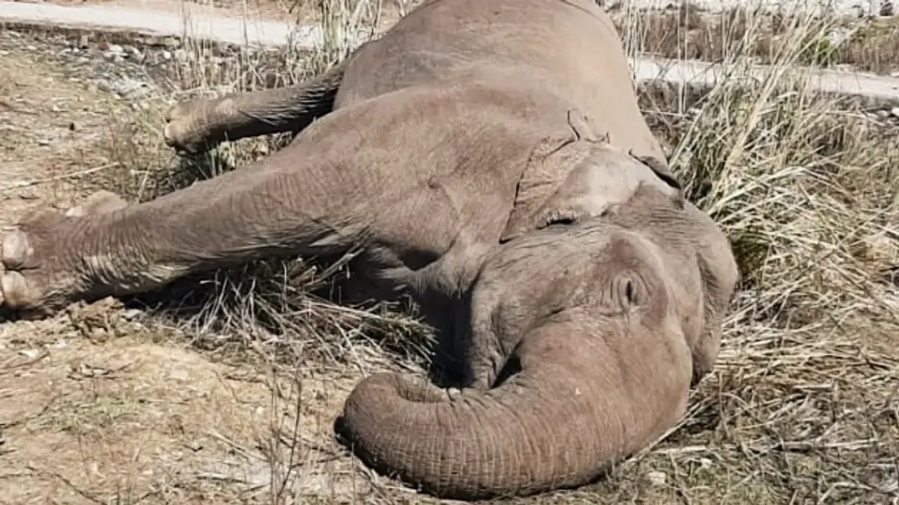 ୨୦ ମାସରେ ଓଡ଼ିଶାରେ ୧୫୪ ହାତୀଙ୍କ ମୃତ୍ୟୁ: ମନ୍ତ୍ରୀ