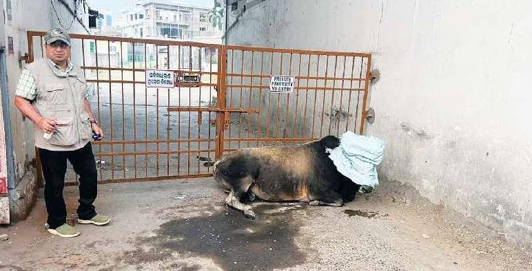 ପୌର ପାଳିକାକୁ ଷଣ୍ଢ ଅଡ଼ୁଆ: ସ୍ଥାନାନ୍ତର ପାଇଁ ନାହିଁ ବ୍ୟବସ୍ଥା