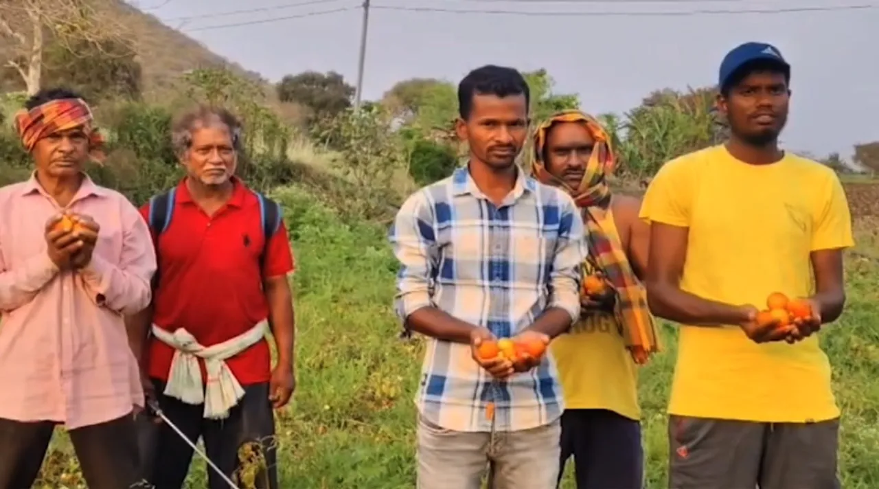 କ୍ଷତି ସହୁଛନ୍ତି ଟମାଟୋ ଚାଷୀ