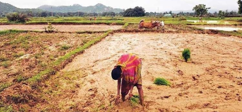 ବିଳମ୍ବିତ ବର୍ଷାରେ କଣିହାଁରେ ଚାଷକାମ ବ୍ୟାହତ, ୧୨ ହଜାର ହେକ୍ଟର ଜମି ପଡ଼ିଆ